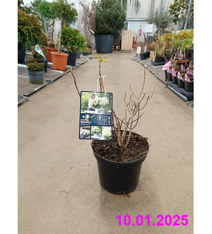 Hydrangea pan. 'Little Spooky'® C 2,5 L
